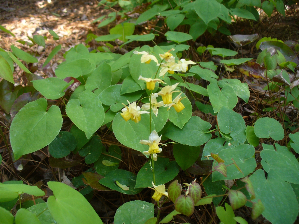 Epimedium in early spring