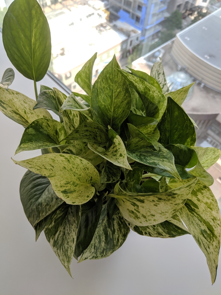 Potted plant with green and white variegated leaves.