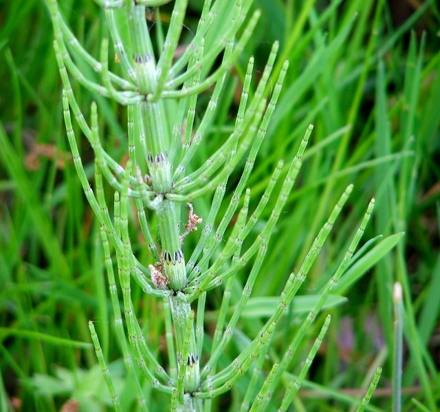 Equisetum arvense