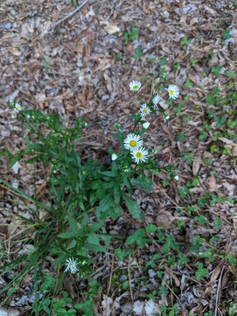 Wild form June 2021 Cabarrus