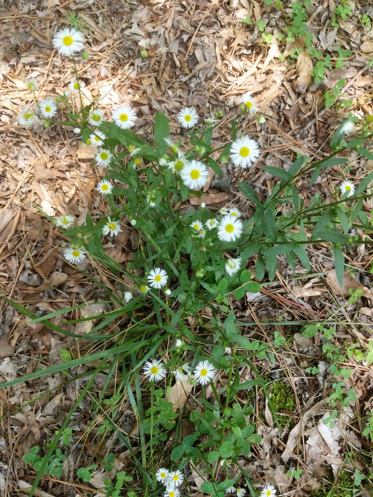 wild form July 2021 Cabarrus