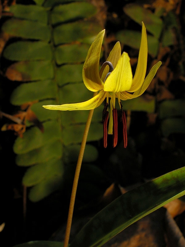 Erythronium americanum