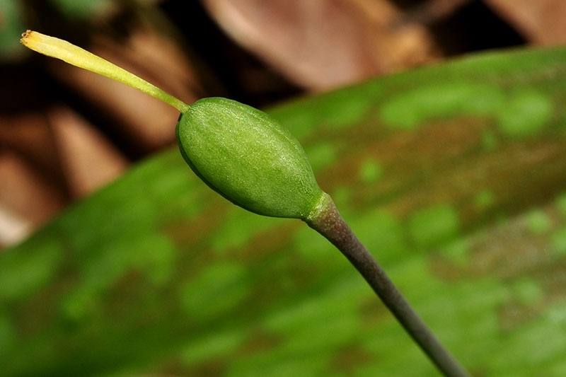 Erythronium americanum