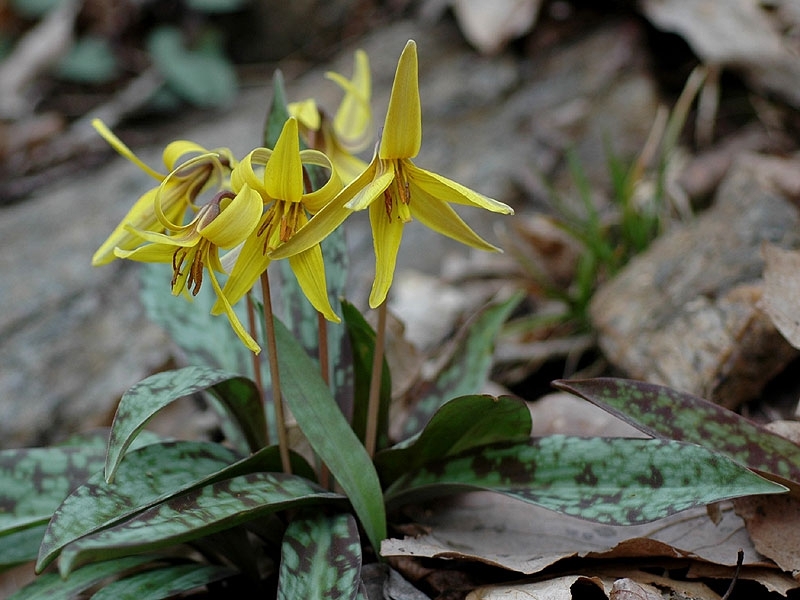 Erythronium americanum