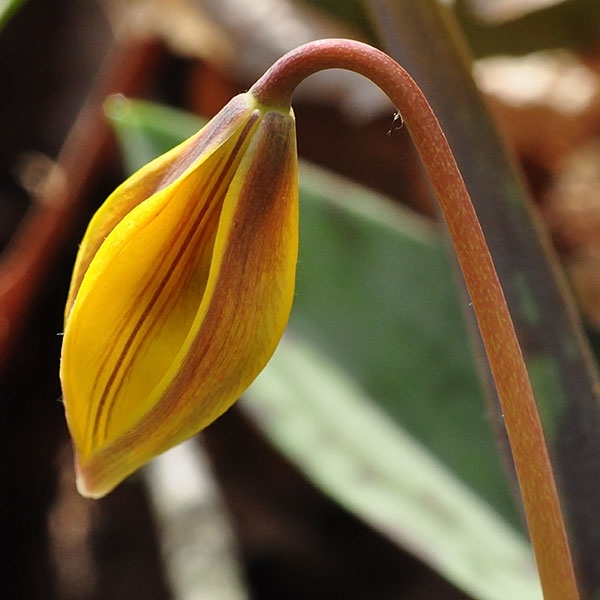 Erythronium americanum