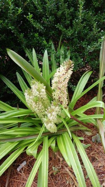 Eucomis comosa flower