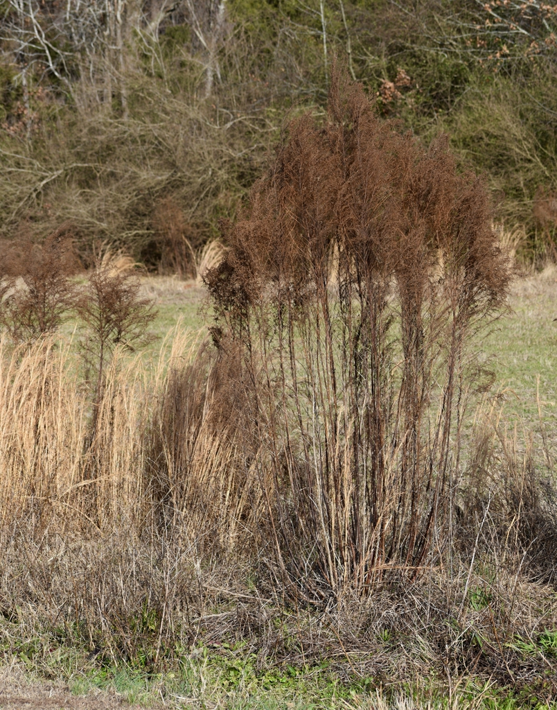 Upright stems with brown leaves & inflorescences