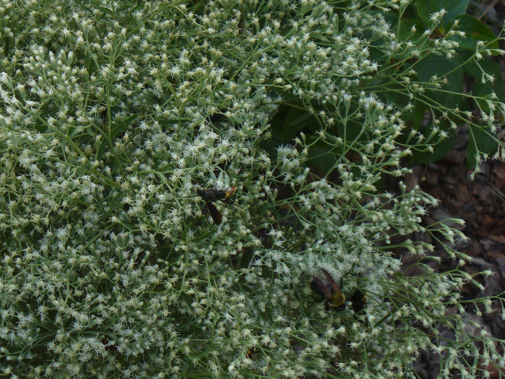 Flower buds in Moore County