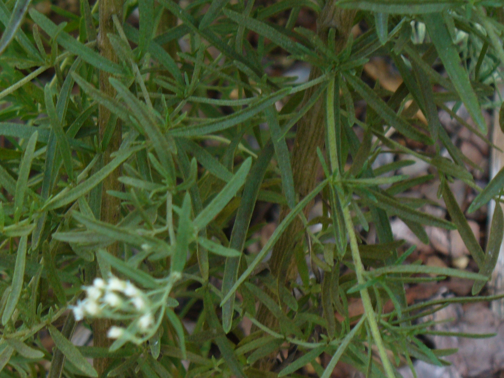 Leaves in late summer in Moore County