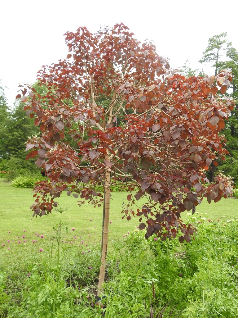 Euphorbia cotinifolia form