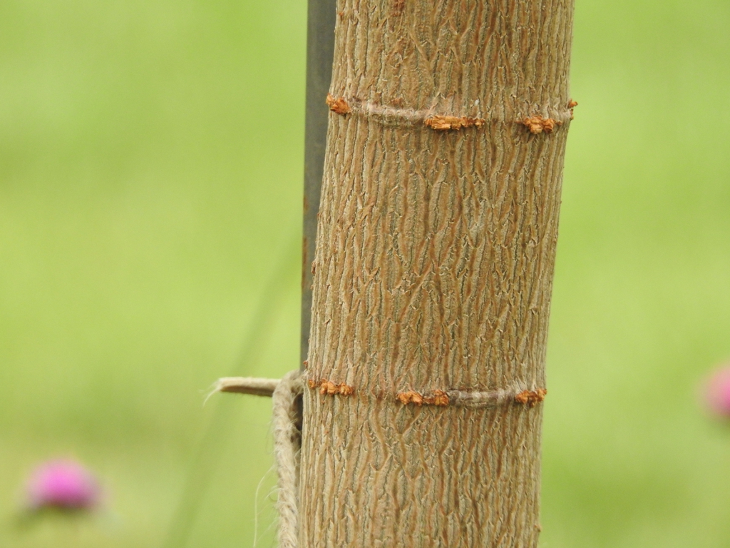 Euphorbia cotinifolia bark