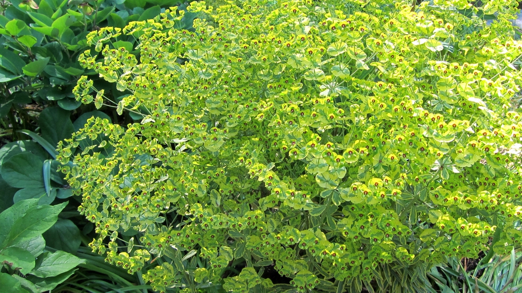 Euphorbia x martinii 'Ascot Rainbow'