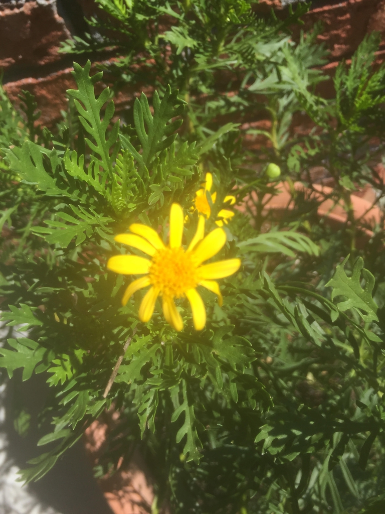 Euryops pectinatus 'Viridis'