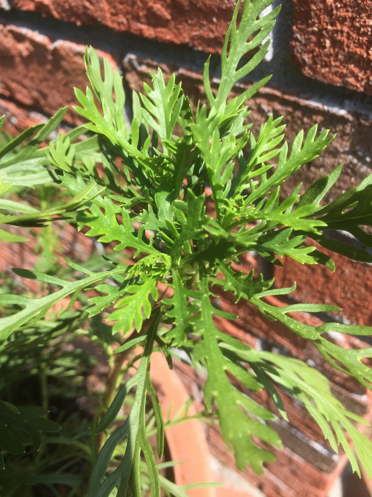 Euryops pectinatus 'Viridis'
