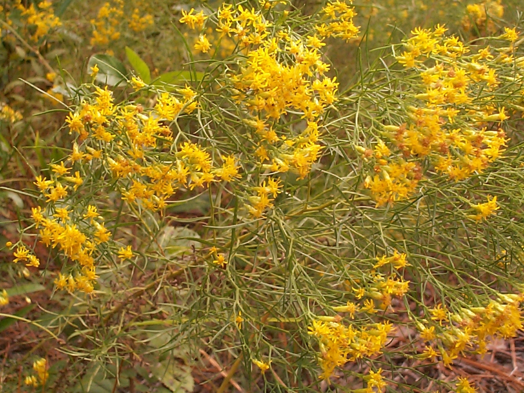 Euthamia caroliniana in the fall in Moore County