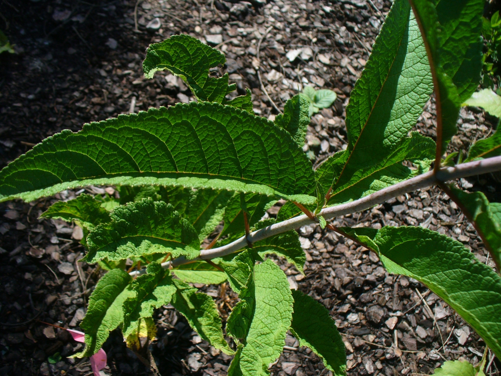 Eutrochium fistulosum's leaves in the summer in Moore County