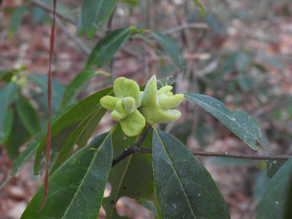 Leafy shoots bearing irregular, pale green, thickened structure