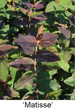 Hypericum androsaemum 'Matisse'