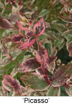 Hypericum androsaemum 'Picasso'