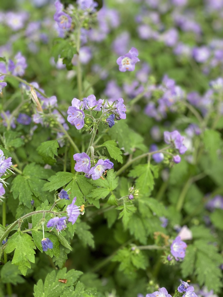 Phacelia bipinnatifida