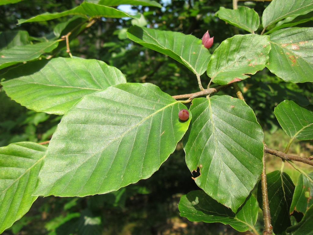 Leaves of F. sylvatica
