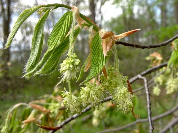 Male flowers