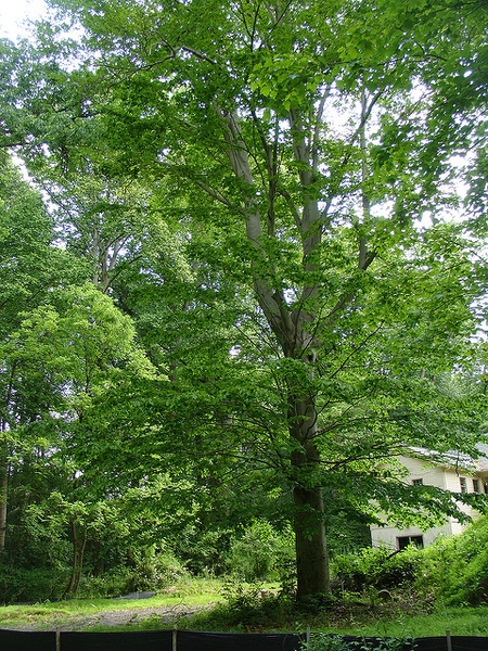 Form
