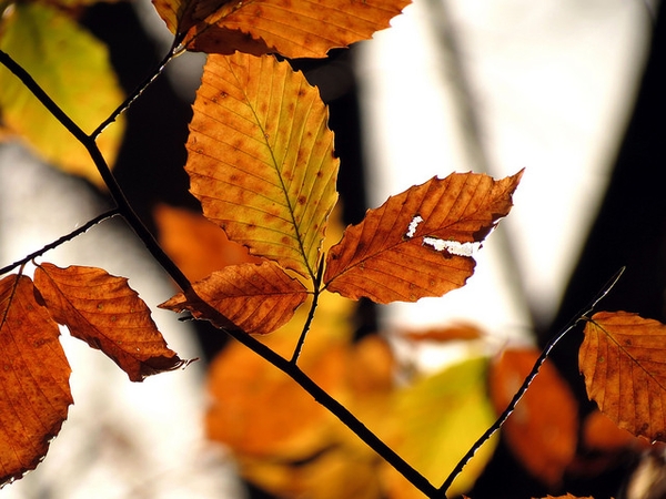 Fall color
