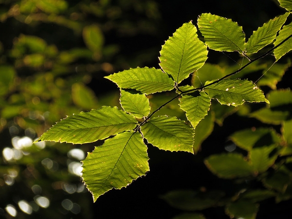Leaves