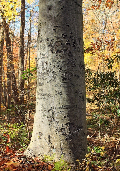 Bark