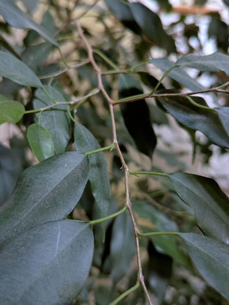 closeup of leaves and petioles