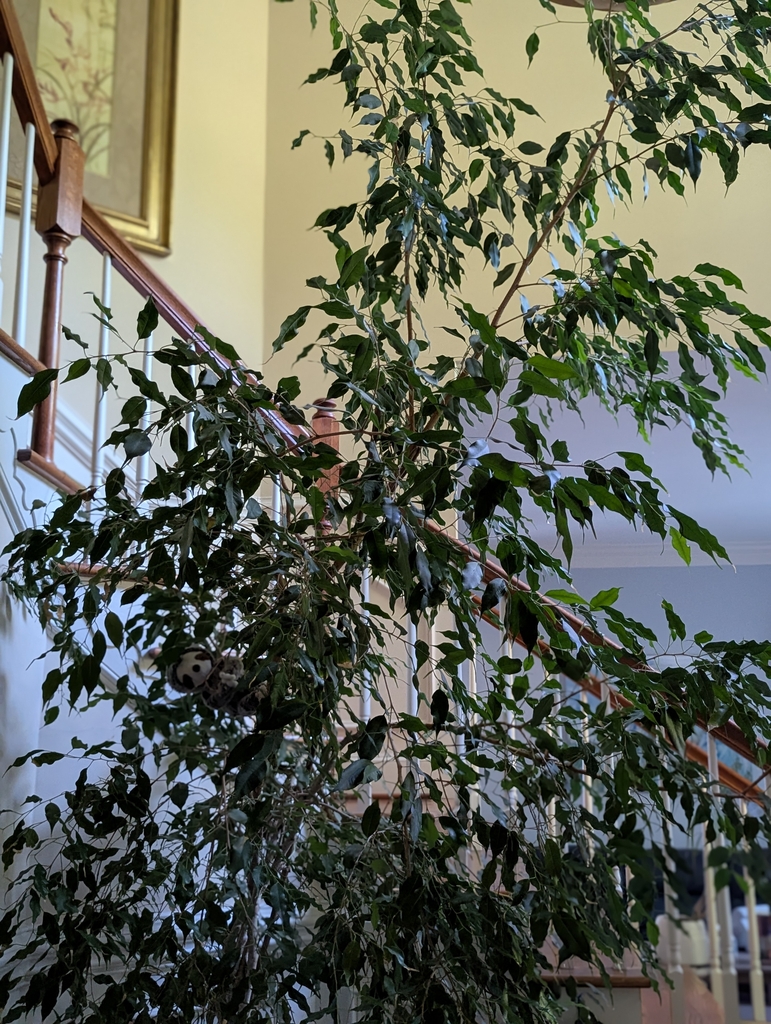 mature Ficus benjamina tree with lots of leaves