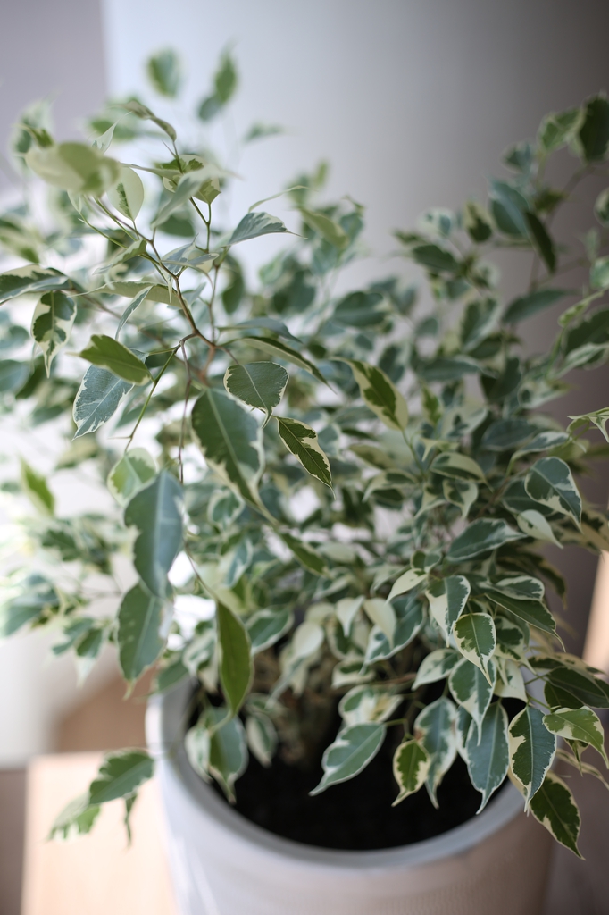 Ficus benjamina