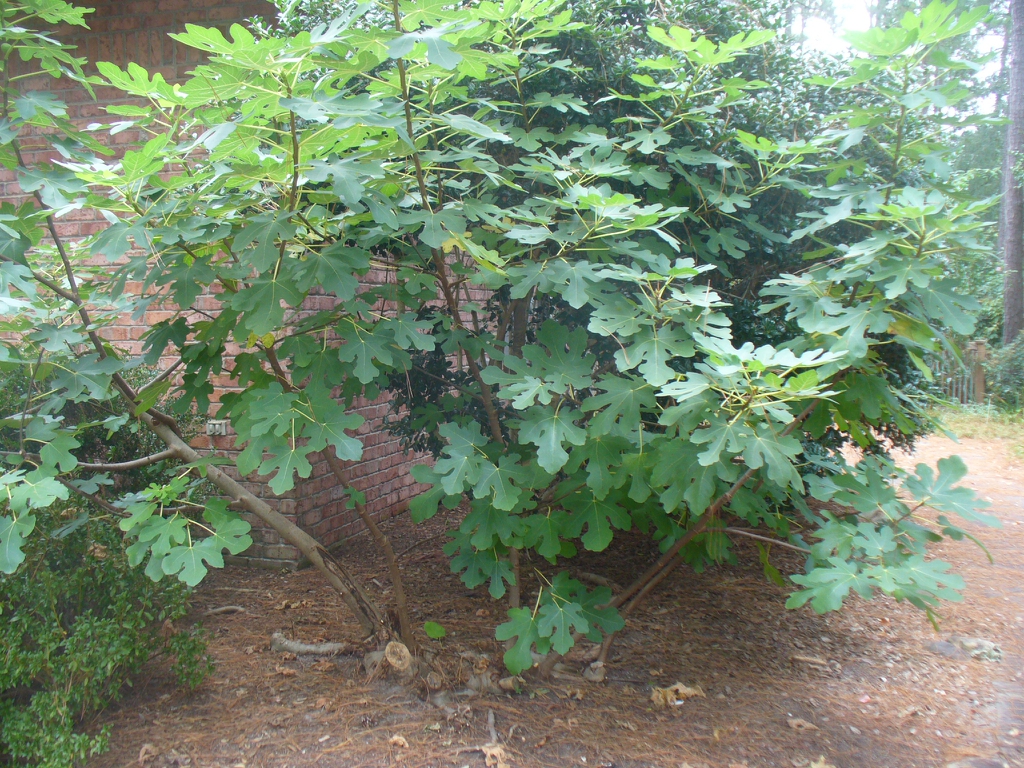 Ficus carica 'Brown Turkey' in the fall in Moore County