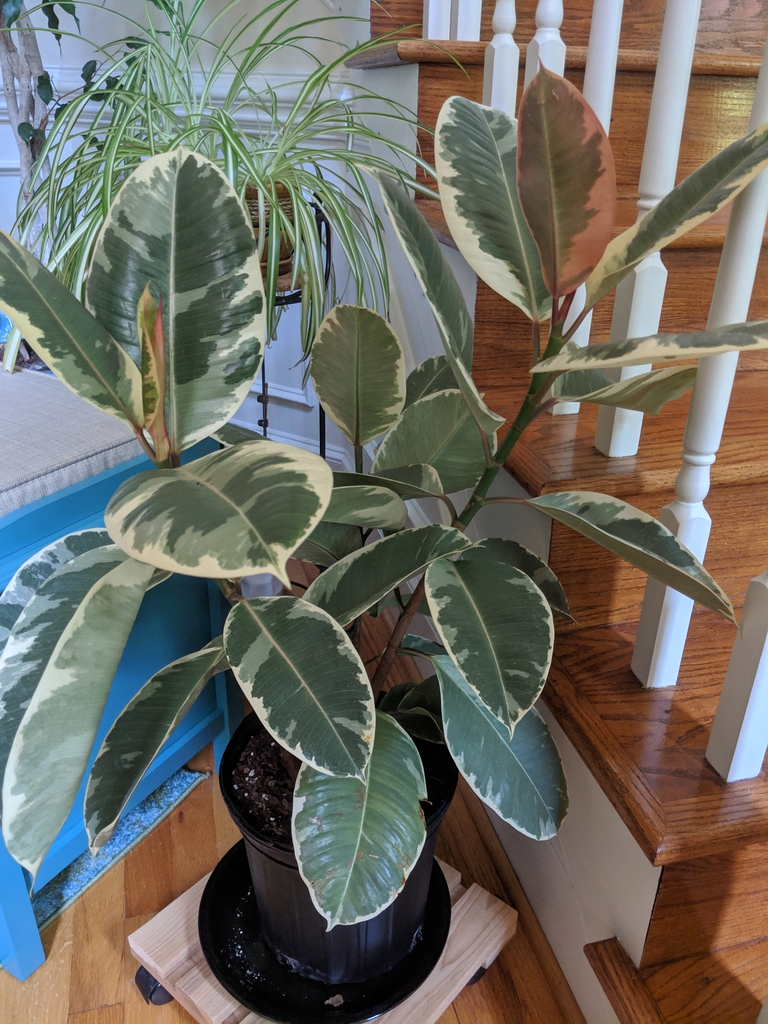 Ficus elastica