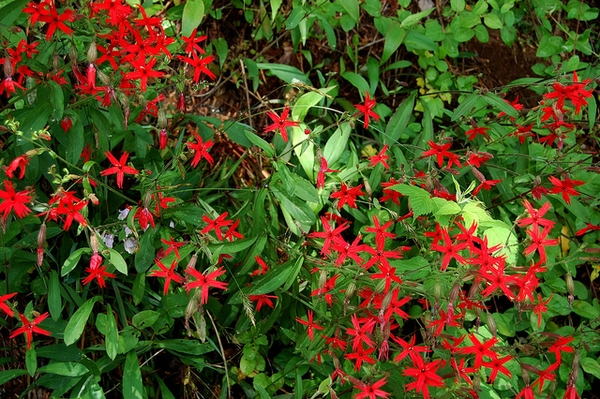 Silene virginica