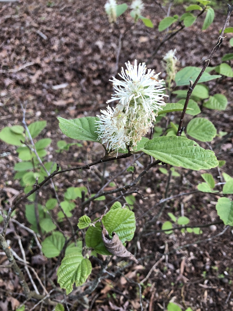 fothergilla gardenii