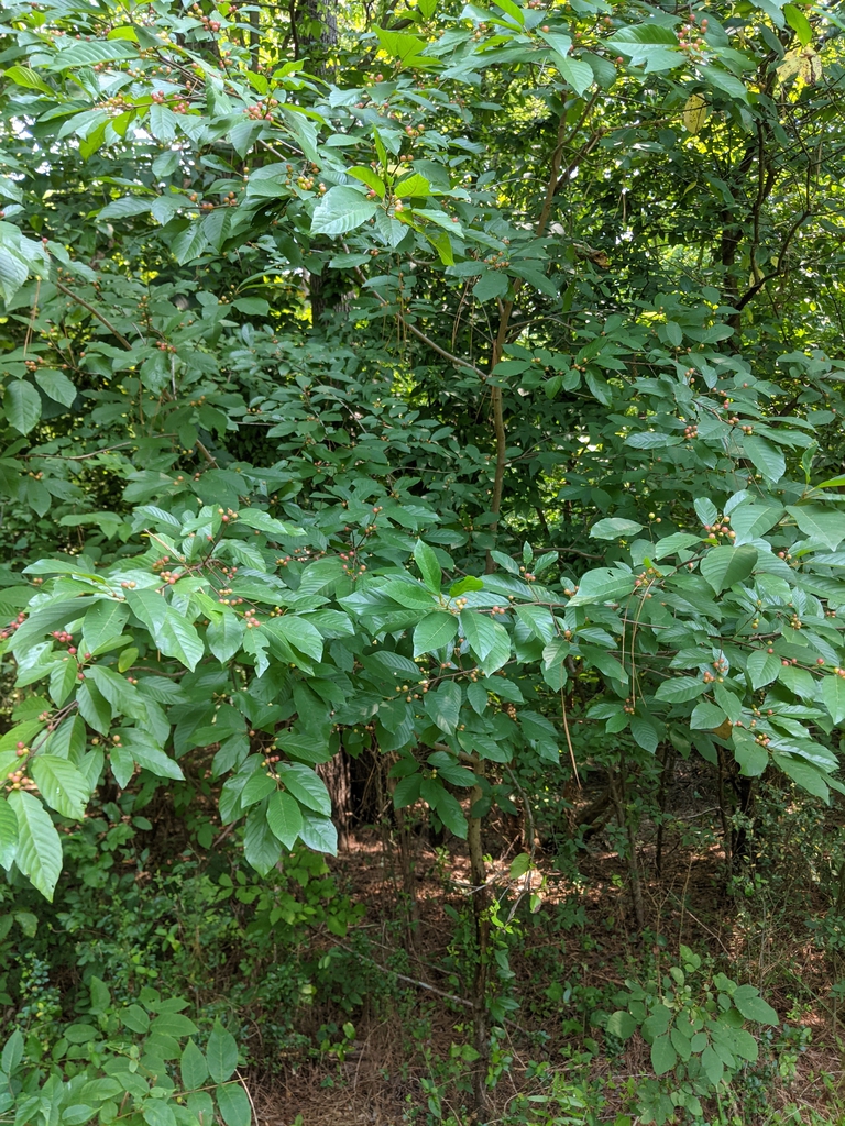 Fruits Form July 2021 Wild Cabarrus