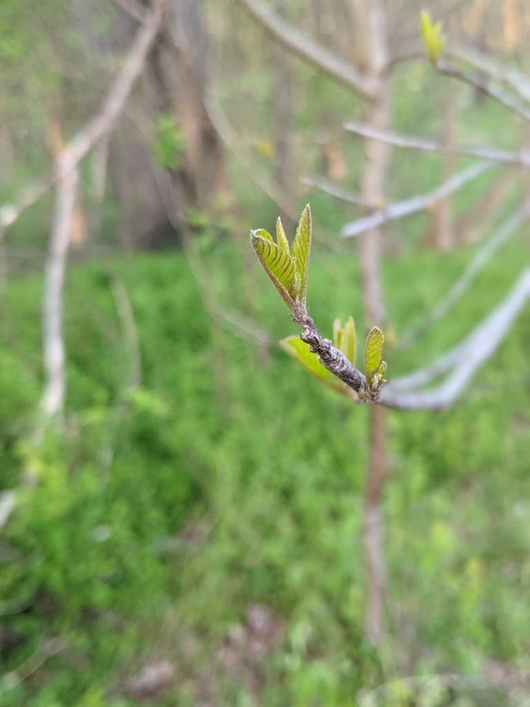 New Growth