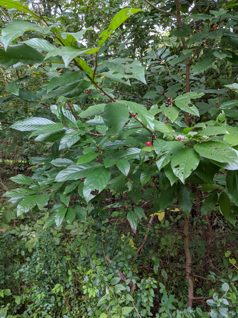 Frangula caroliniana