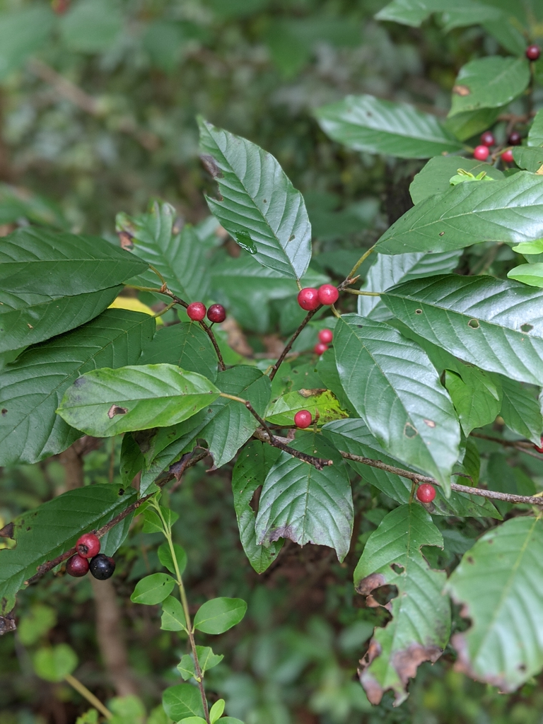 Frangula caroliniana