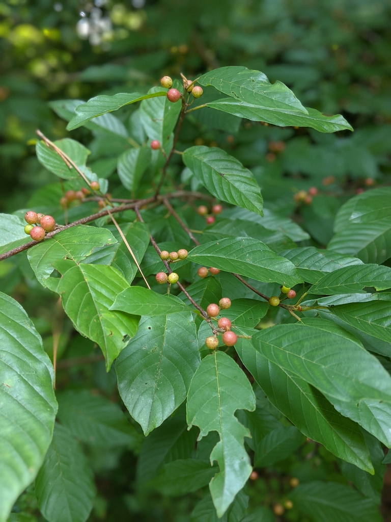 Fruits July 2021