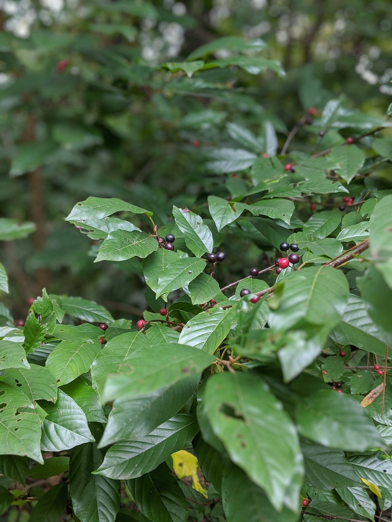 Frangula caroliniana