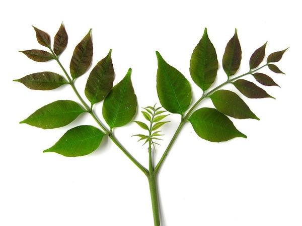 Fraxinus americana