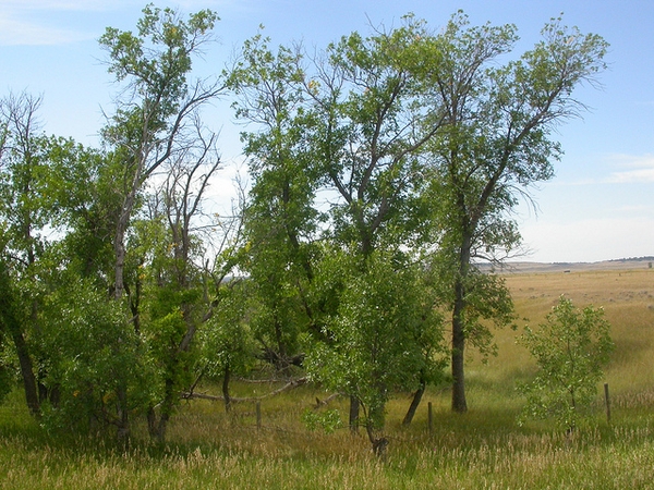 Fraxinus pennsylvanica