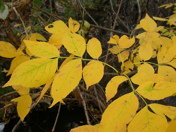 Fraxinus pennsylvanica