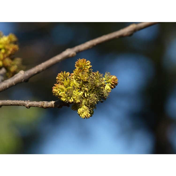 Fraxinus pennsylvanica 'Centerpoint'