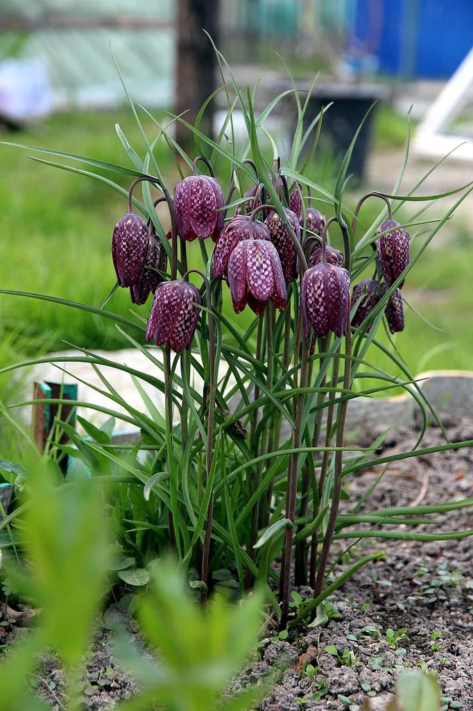 Fritillaria meleagris