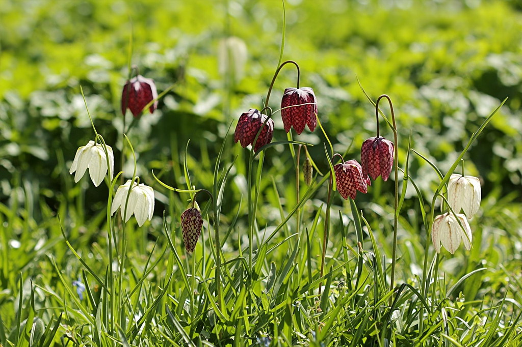 Fritillaria meleagris