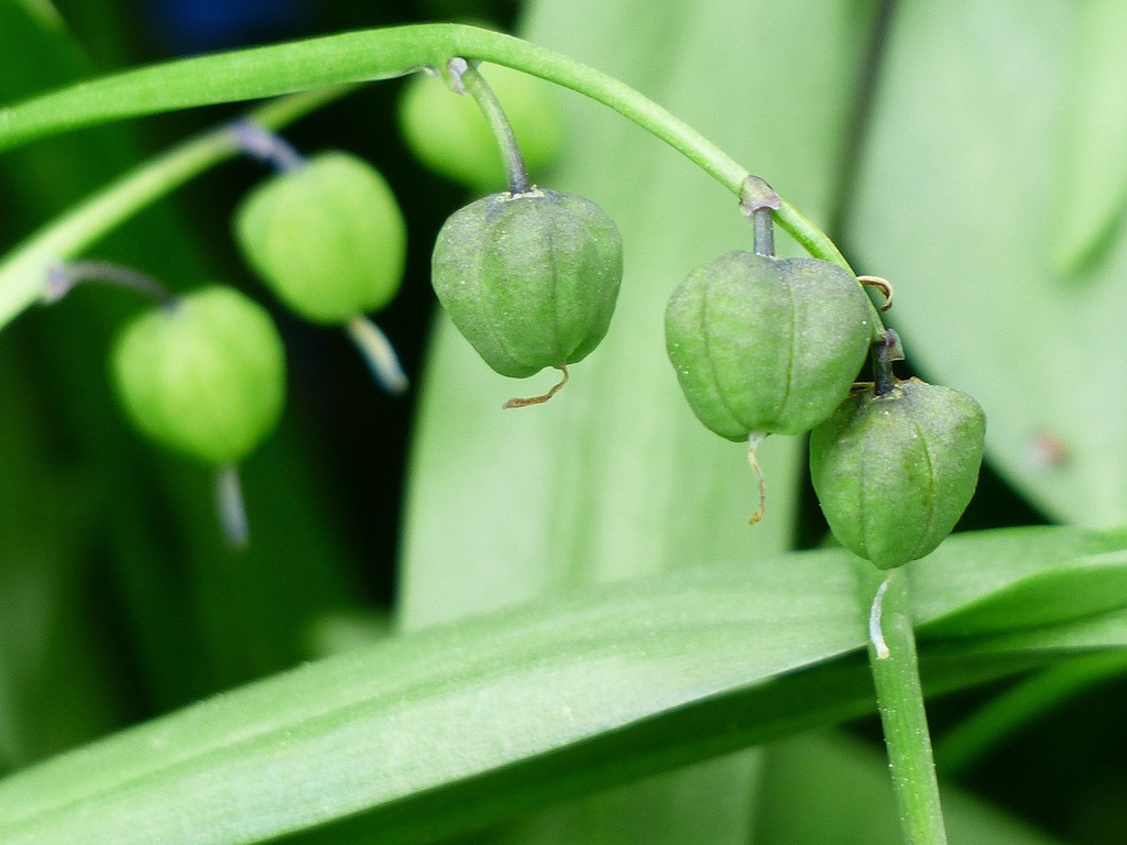 Fruits